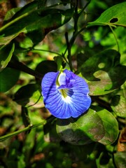 blue flower in the forest
