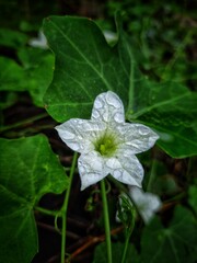 white flower with dew drops