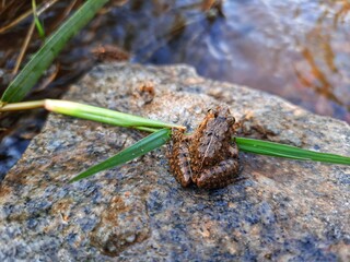a frog near pound