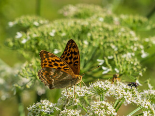 Closeup view of orange and black dark green fritillary or speyeria aglaja butterfly isolated on angelica razulii flower in bright sunlight