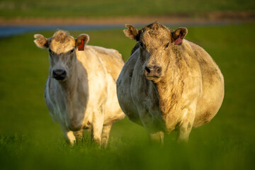 Fat Beef cows grazing on native grasses in a field on a farm practicing regenerative agriculture in Australia 