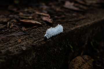 white caterpillar creeping on the ground full of leaves