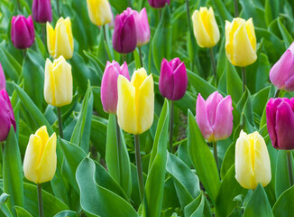 Yellow tulip flower in a flowerbed with purple tulips on blurred background