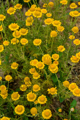 Golden marguerite (Anthemis tinctoria), dye plant.