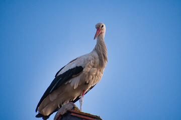 Storch auf den Dächern von Rhinau im Elsass
