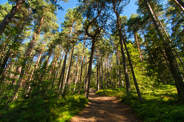Obraz premium Wälder der Vogesen im Sommer