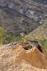 Collared lizard, Crotaphytus collaris, basking on a boulder while surveying the Sonoran Desert landscape in the foothills of the Catalina Mountains. Beautiful, colorful reptile. Pima County, Arizona.