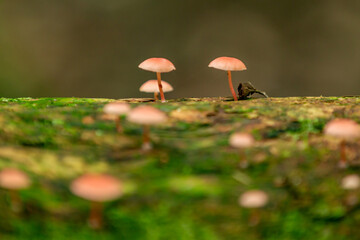 tiny mushroom in the forest