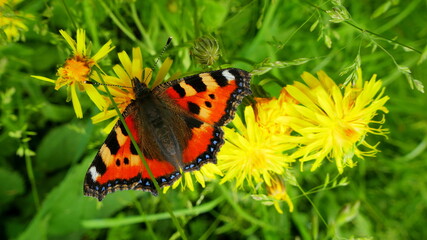 bunter Schmetterling (kleiner Fuchs) sitzt auf gelber Blume in der Sonne
