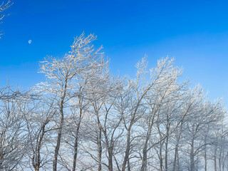 Fototapeta na wymiar The moon and the frozen forest
