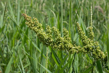 Horse sorrel, a green plant in nature containing medicinal properties, in dried form is used in medicine and as a tonic drink, Rumex confertus L;