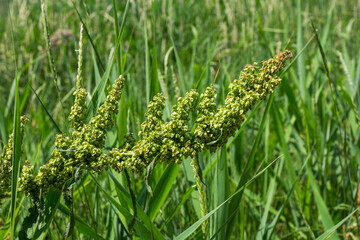 Horse sorrel, a green plant in nature containing medicinal properties, in dried form is used in...