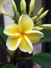 Yellow and white frangipani plumeria flower