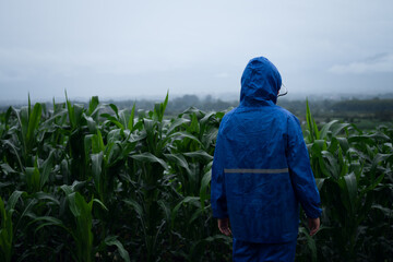 people watching corn fields in rainy season.