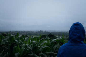 people watching corn fields in rainy season.