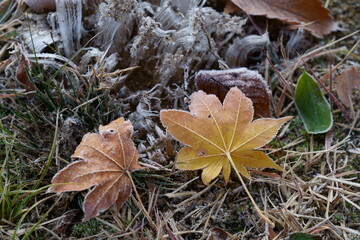 秋の朝、落ち葉に霜が降りる