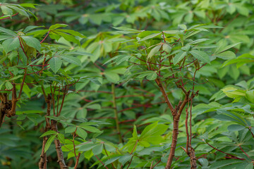 Green cassava leaves in the garden, used for vegetable supplies