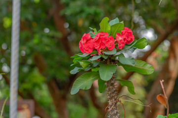 A pink crown of thorn flower with green leaves, the tree trunk has sharp thorns