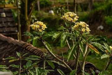Yellow and white flower stalks of the frangipani plant
