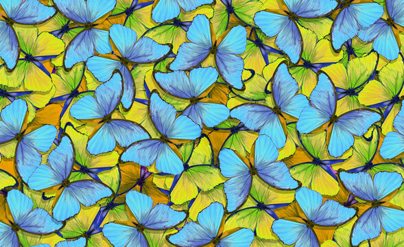 colorful blue and yellow morpho butterflies texture background. bright tropical background. colors of the national flag of Ukraine © Oleksii