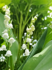 Obraz premium lily of the valley