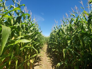 corn field with sky
