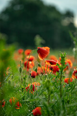 Obraz premium Mohnfeld in voller Blüte