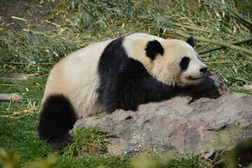 A lazy panda on a rock