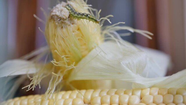 green color caterpillar eats fresh corn cob close-up. Insect pest destroys corn fruits and damages farmers in agriculture