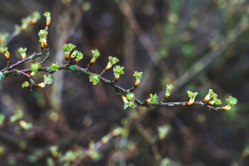 the buds of a green plant in the garden in spring