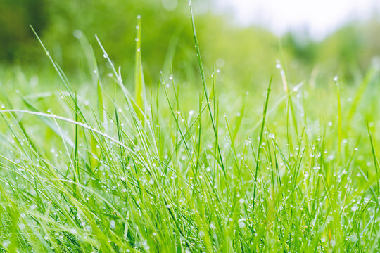 green grass with drops of water after rain,macro photo,background