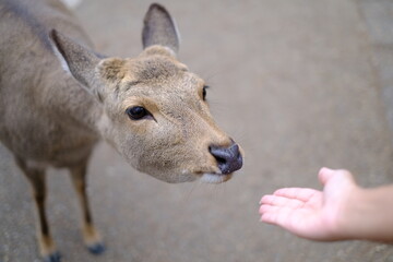 donkey in hand