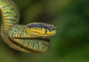 Green snake on a branch; green pit viper; snake flicking its tongue; green pit viper from Sri Lanka; snake staring