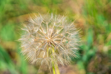 Dandelion seeds in the morning on the green background