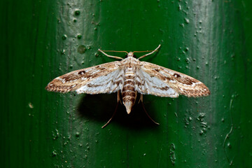 Ringed china-mark // Wasseraloe-Zünsler (Parapoynx stratiotata) - Montenegro © bennytrapp
