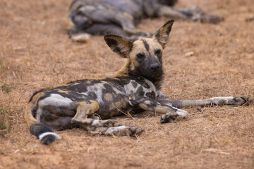 Fototapeta premium African wild dogs (painted wolf) in their natural habitat in southern Tanzania