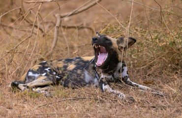 African wild dogs (painted wolf) in their natural habitat in southern Tanzania