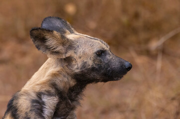 African wild dogs (painted wolf) in their natural habitat in southern Tanzania