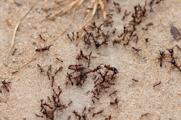 red ants in an area of protected natural habitat in East Africa - Powered by Adobe