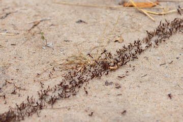 red ants in an area of protected natural habitat in East Africa