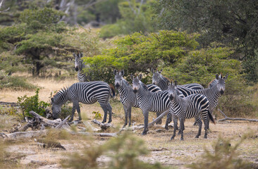 Fototapeta na wymiar Herd of wild zebra in natural African habitat 