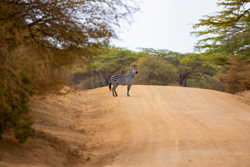 Solitary zebra standing on a dusty road inside an African national park natural habitat - Powered by Adobe