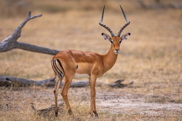 Wild Impala antelope in natural African habitat, East African National Park