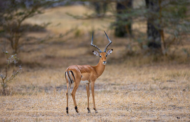 Wild Impala antelope in natural African habitat, East African National Park