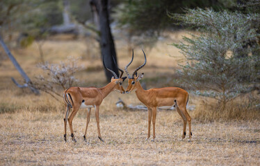 Naklejka na ściany i meble Wild Impala antelope in natural African habitat, East African National Park