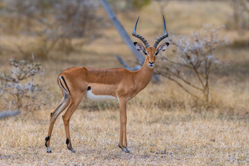 Wild Impala antelope in natural African habitat, East African National Park