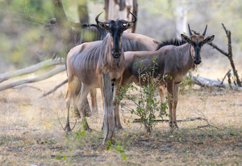 Wildebeest grazing in natural grass land habitat in a protected East African national park