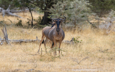Wildebeest grazing in natural grass land habitat in a protected East African national park