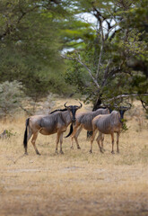 Wildebeest grazing in natural grass land habitat in a protected East African national park