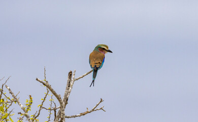 Lilac-Breasted Roller small tropical bird perched in a tree in protected natural habitat in an East Africa national park